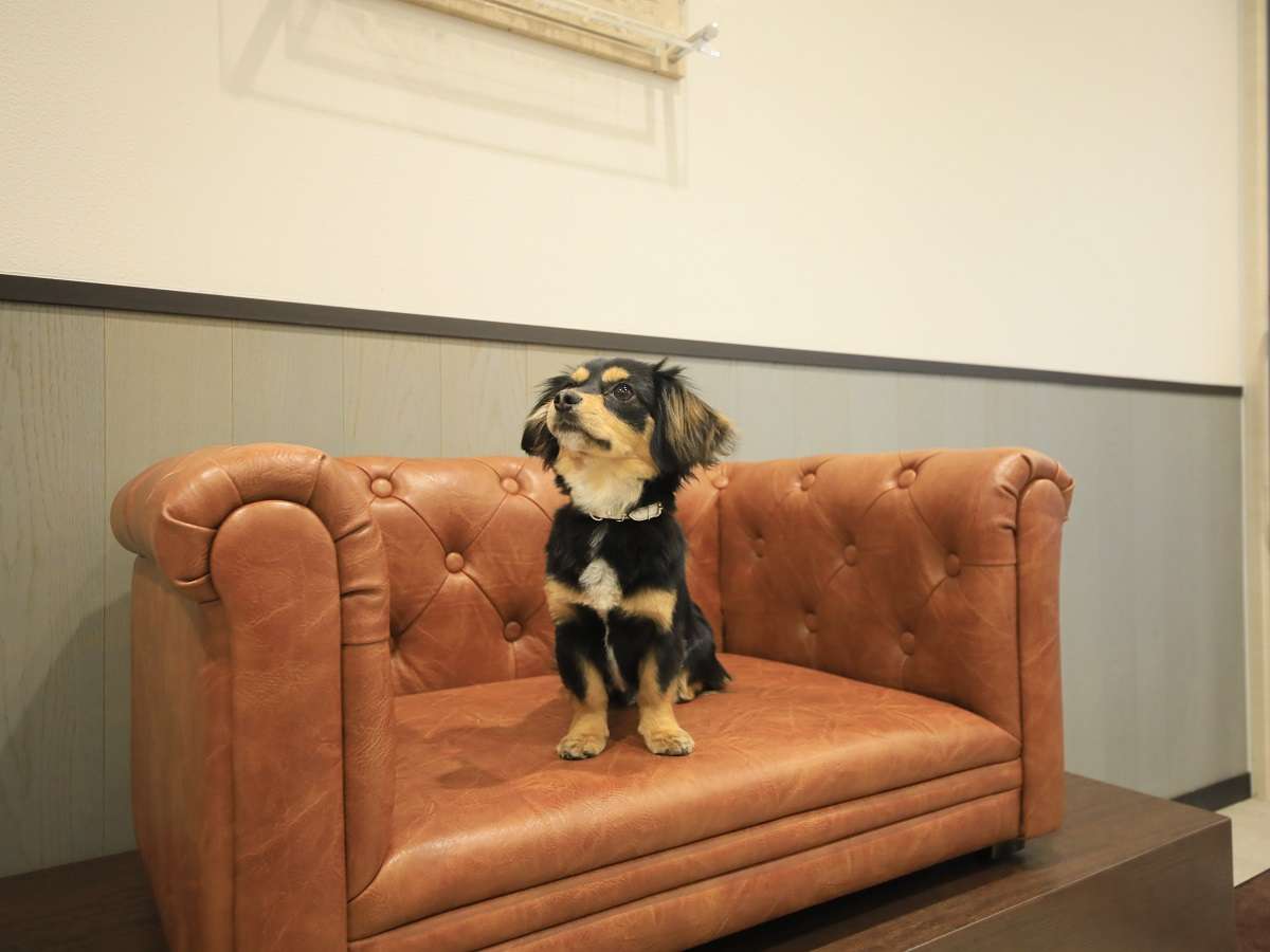 ロビーには立派なわんちゃん専用ソファをご用意。写真撮影のときなどにご利用ください！