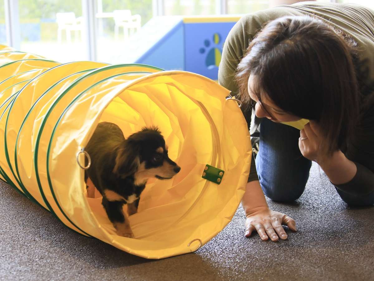 ドッグランが初めての子でも安心の難易度です。