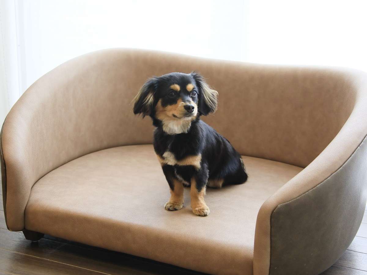 全客室｜大人気！わんちゃん専用ソファです。みんな自分の場所がここだとわかるようですよ。