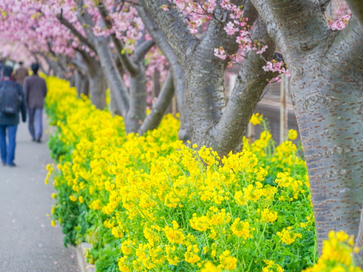 【三浦海岸桜まつり】三浦海岸駅より河津桜と菜の花が2月～3月頃咲きます（当館より徒歩約15分）