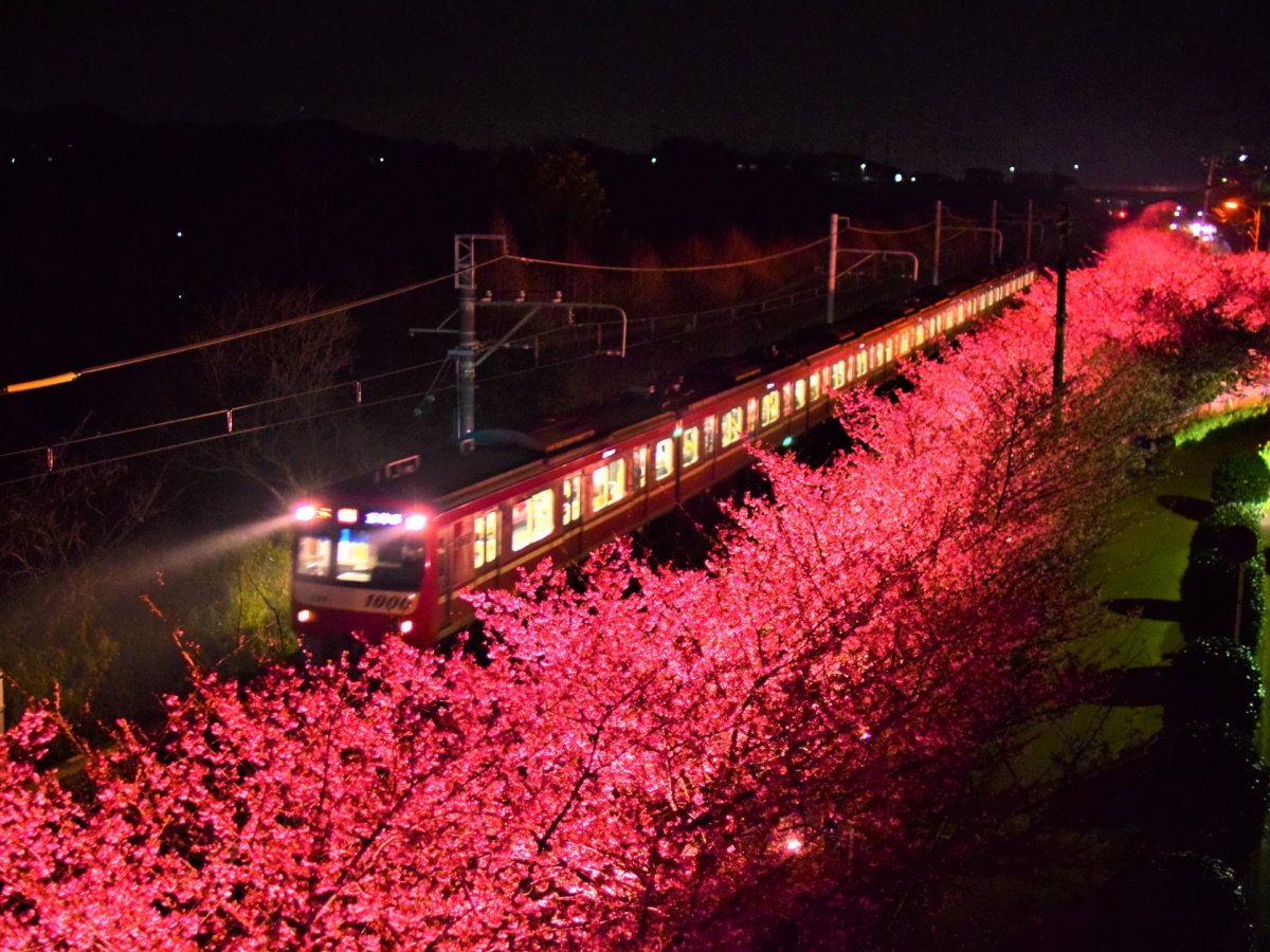 【三浦海岸桜まつり】三浦海岸駅より河津桜と菜の花が2月～3月頃咲きます（当館より徒歩約15分）