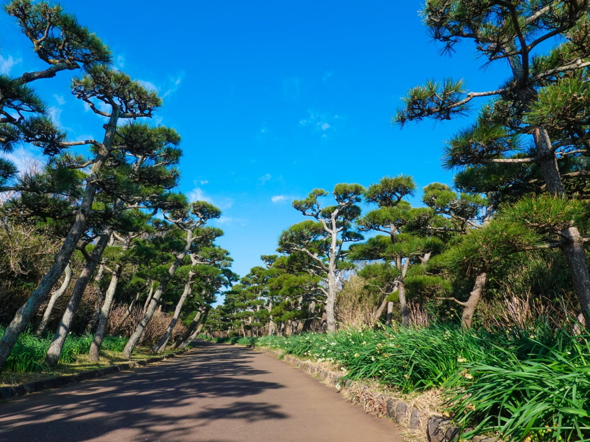 【城ヶ島公園】海以外にも園内には松林が立ち並び散策を楽しめます（当館より車約20分）
