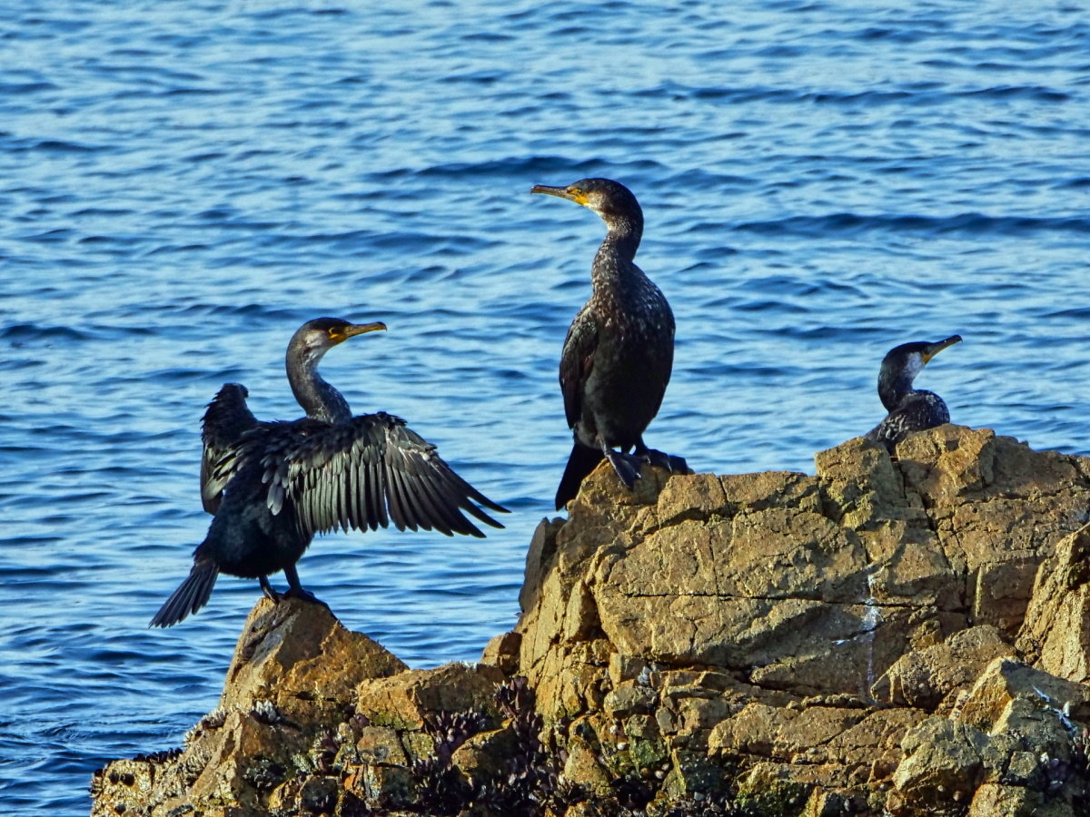 【城ヶ島公園】城ヶ島は県指定天然記念物ウミウの越冬地（11月～4月）