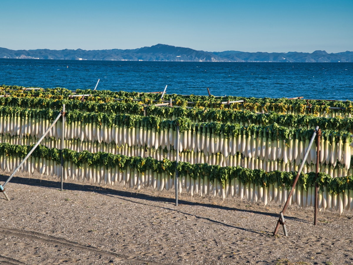 【特産品】沢庵作りの為に三浦海岸では大根干しが行われる冬の風物詩