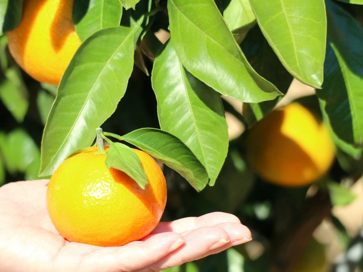 【特産品】市内にはみかん園が点在し、みかん狩りも楽しめる（10月中旬～11月）