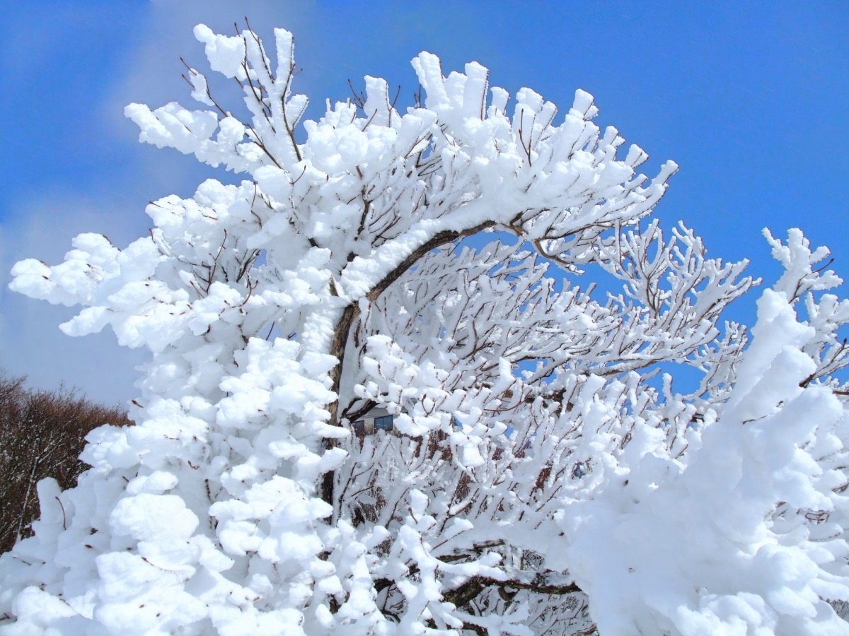 【御在所岳】ロープウェイに乗り、12分で別世界！四季折々の風景を楽しめます。