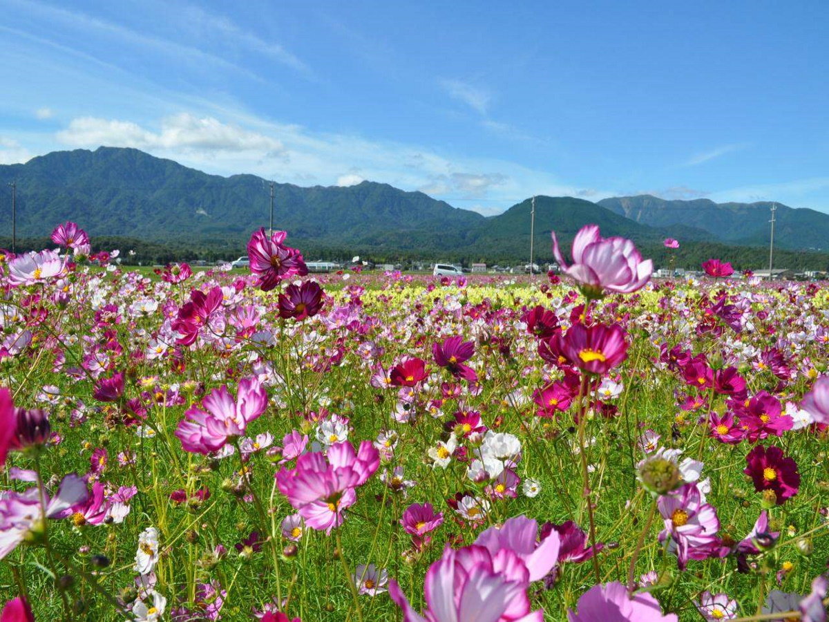 【田光コスモス畑】秋になると色とりどりのコスモスが咲き誇ります。（当館より車で約15分）