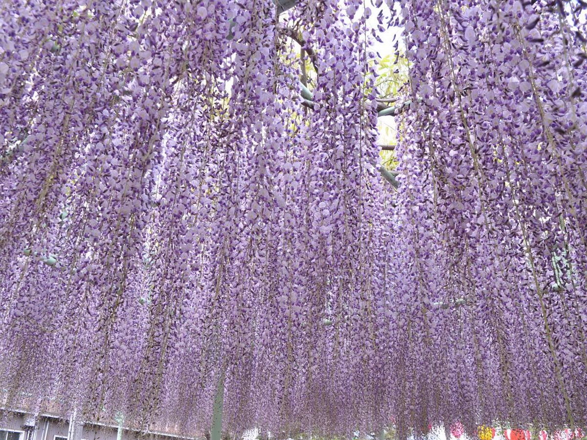 【竹成大日堂】約500体の五百羅漢が鎮座し表情がすべて異なる事で有名（当館より車で約10分）