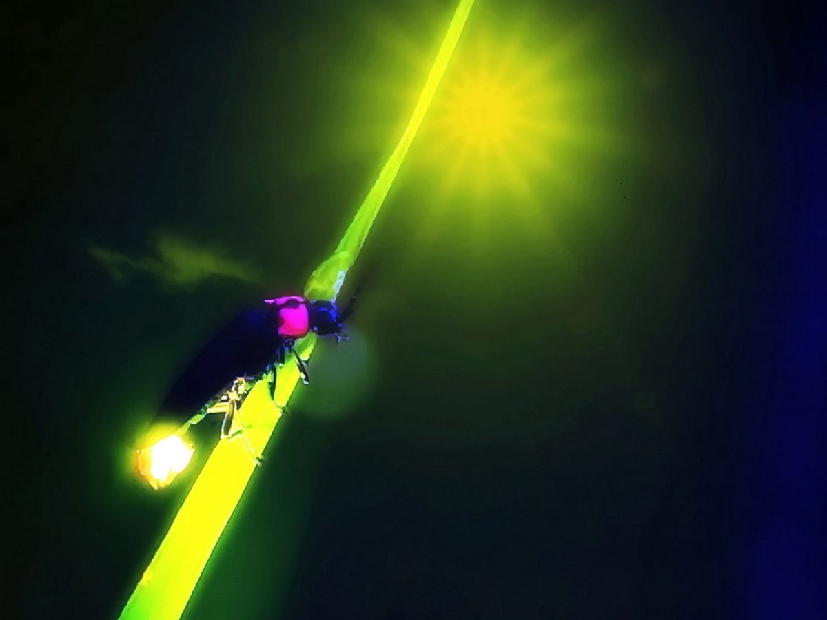 【ホタル】湯の山の川は流れが緩やかできれいであることからホタルが生息しております。