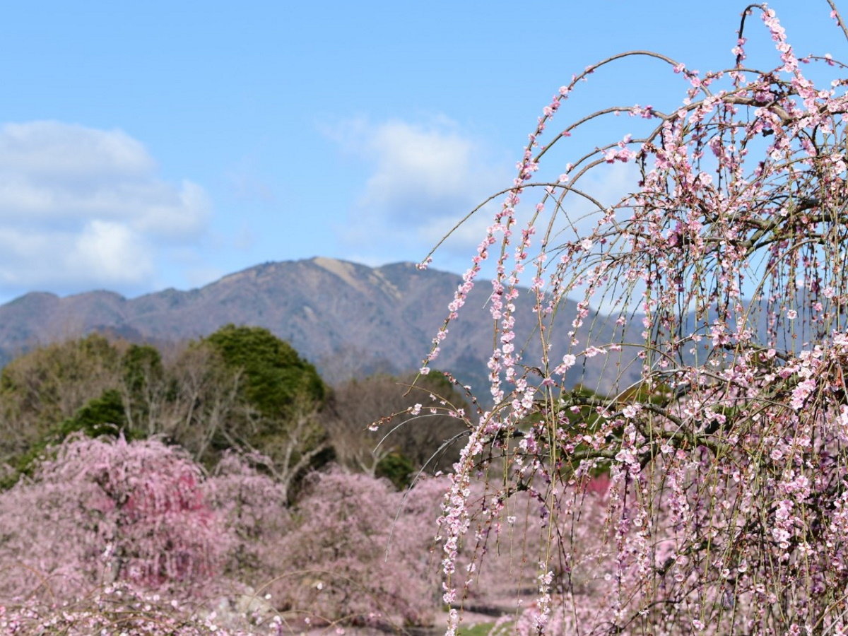 【鈴鹿の森庭園】春先には約200本のしだれ梅が咲き誇る（当館より車で約20分）