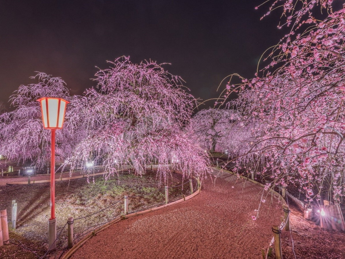 【鈴鹿の森庭園】春先には約200本のしだれ梅が咲き誇る（当館より車で約20分）