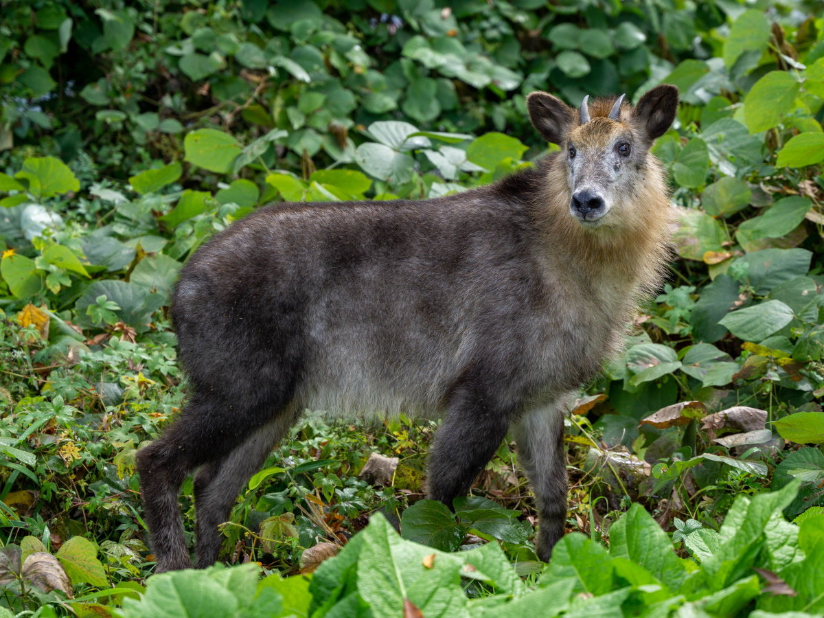 【ニホンカモシカ】御在所岳や竜ヶ岳に生息しており、運が良ければ見えることも♪