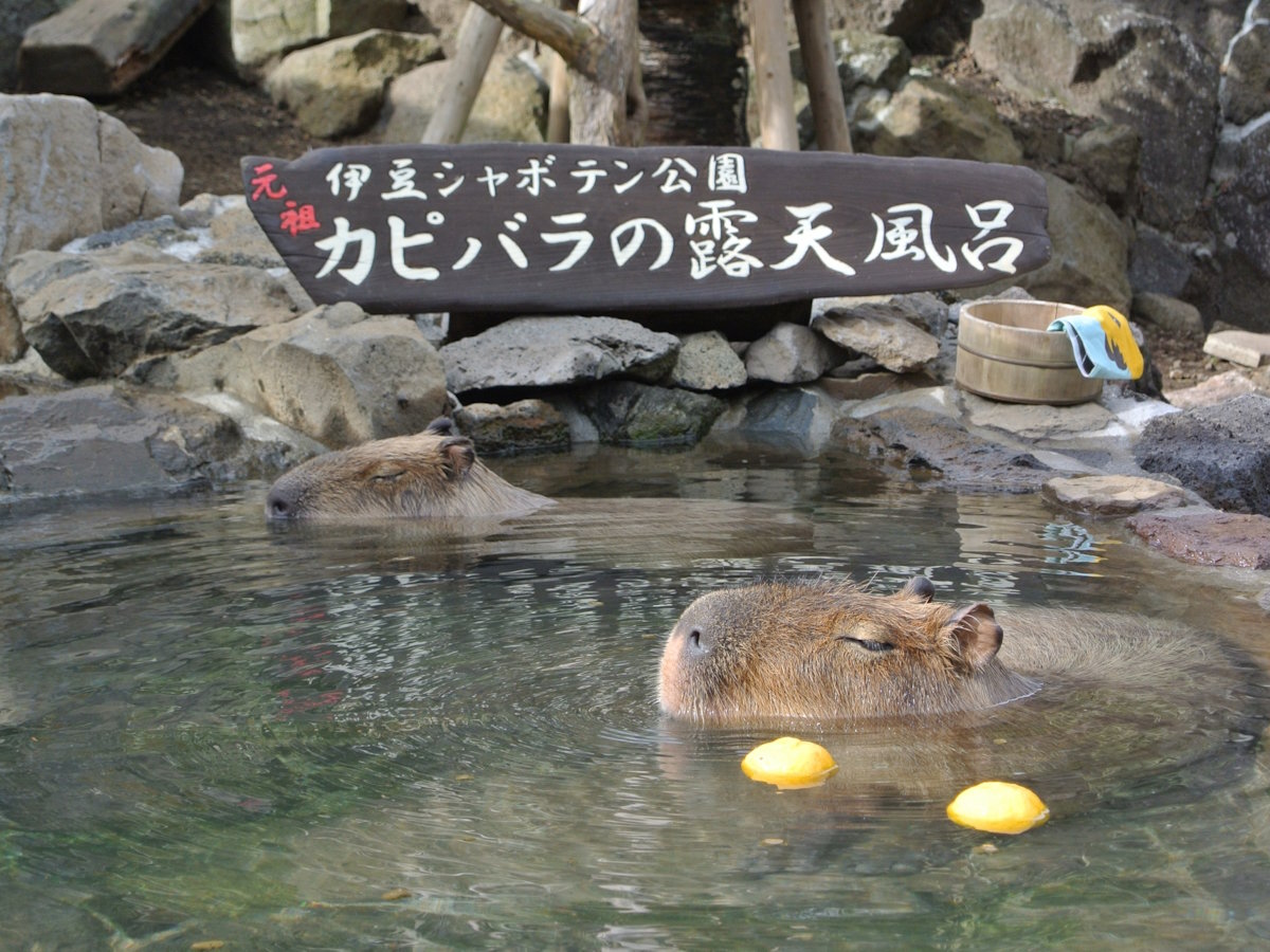 【伊豆シャボテン動物園】距離感ゼロのアクティビティ動物園（当館より車で約５分）