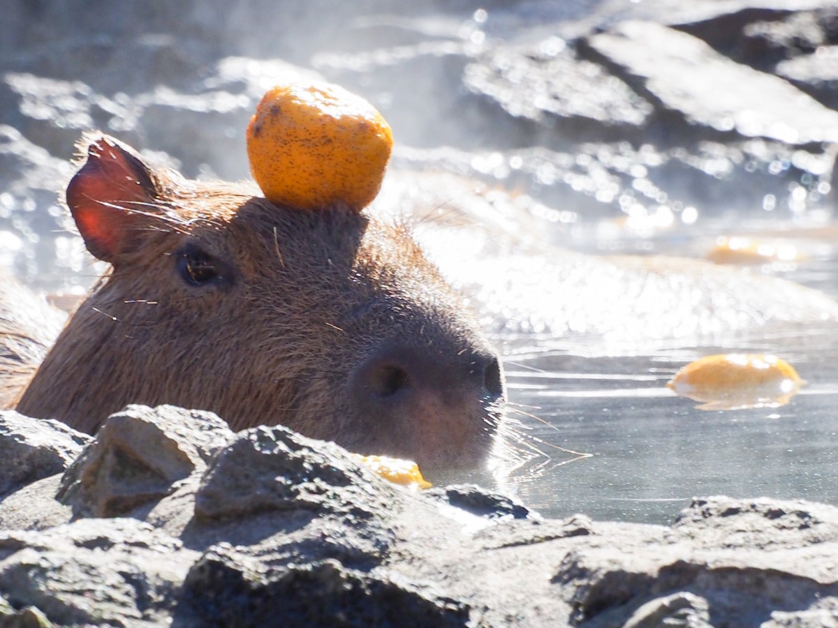 【伊豆シャボテン動物園】距離感ゼロのアクティビティ動物園（当館より車で約５分）