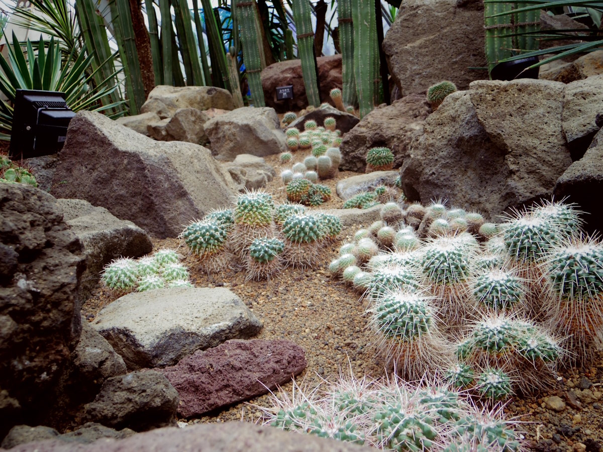 【伊豆シャボテン動物園】1,500種類の世界各地のサボテン（当館より車で約５分）