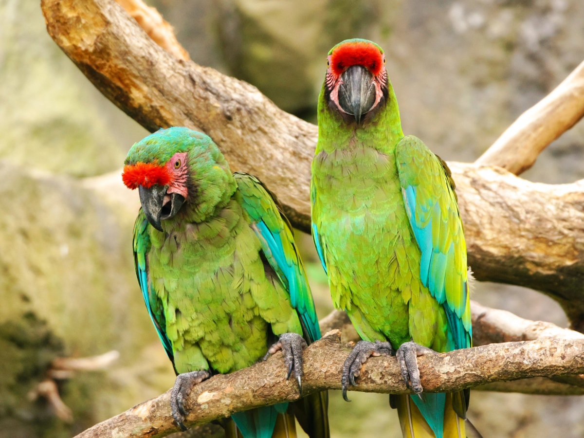 【伊豆シャボテン動物園】自由に暮らす動物たち（当館より車で約５分）