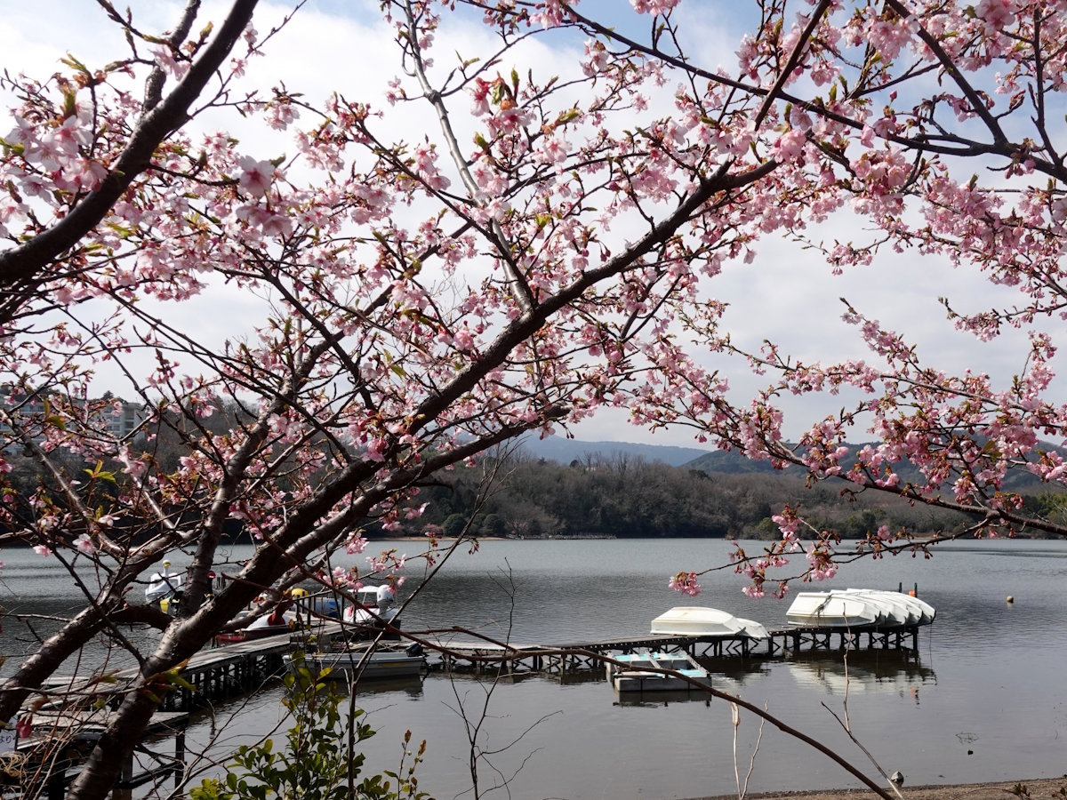 【一碧湖】湖畔にはソメイヨシノなど約２５０本のサクラが植えられています（当館より車で約8分）