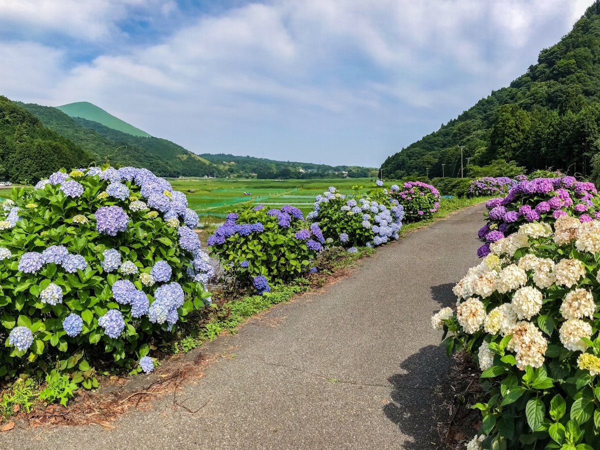 【大室山】四季を通じて大室山周辺は彩られます（当館より車で約6分）