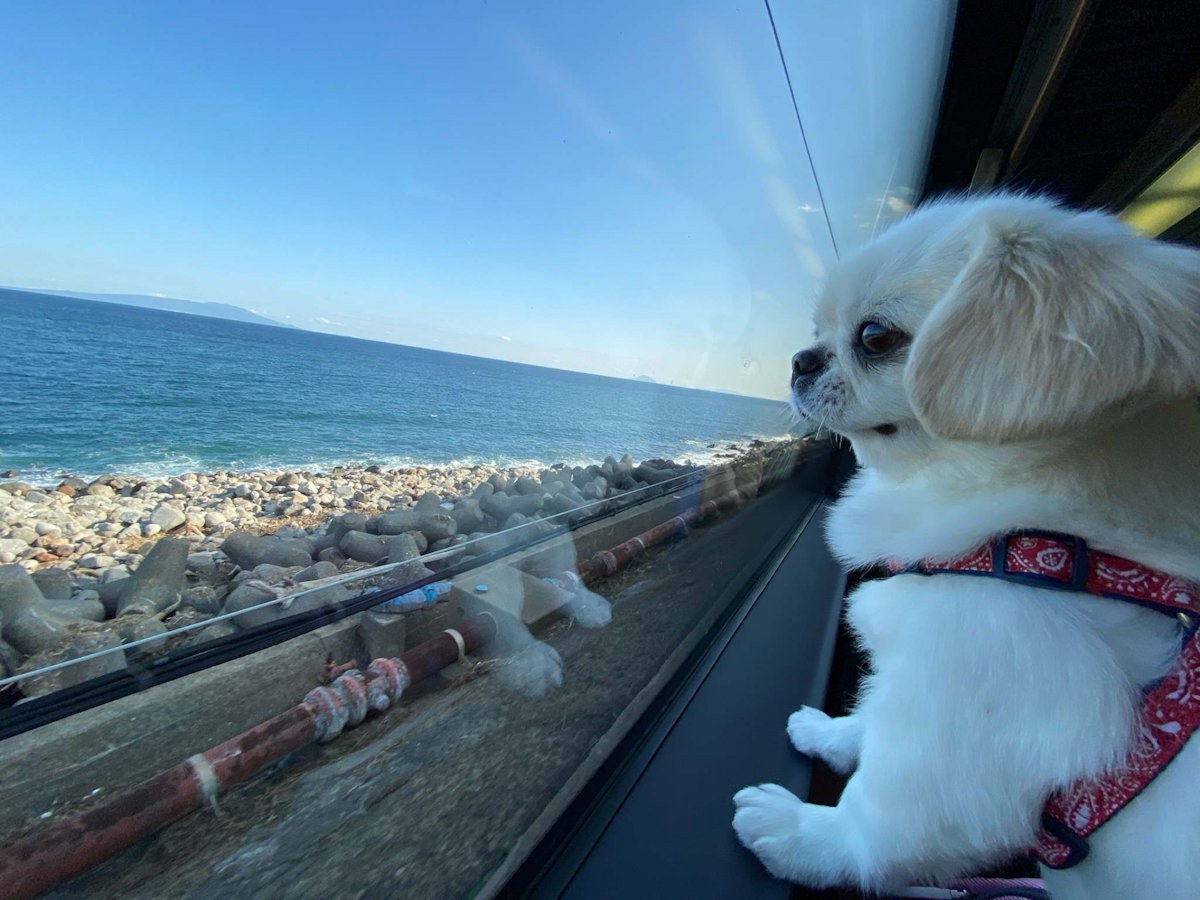 ペットと楽しむ伊豆旅行