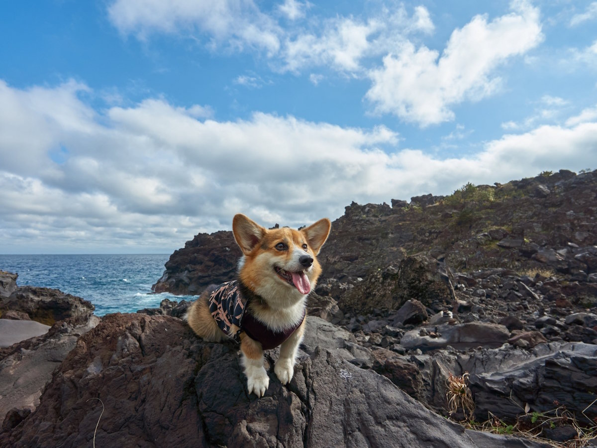 【城ヶ崎海岸】ペットと楽しむ伊豆旅行（当館より車で約10分）