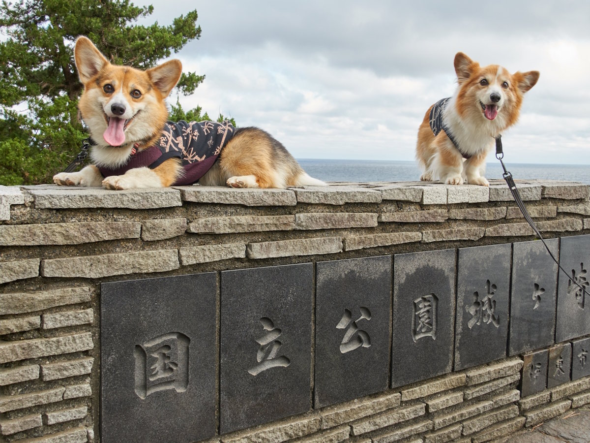 【城ヶ崎海岸】ペットと楽しむ伊豆旅行（当館より車で約10分）