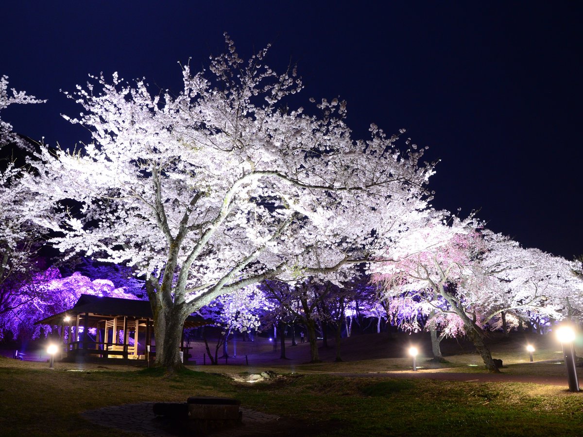 【さくらの里夜桜観賞会】3月下旬～4月上旬で開催される、夜桜のライトアップ（当館から車で約5分）