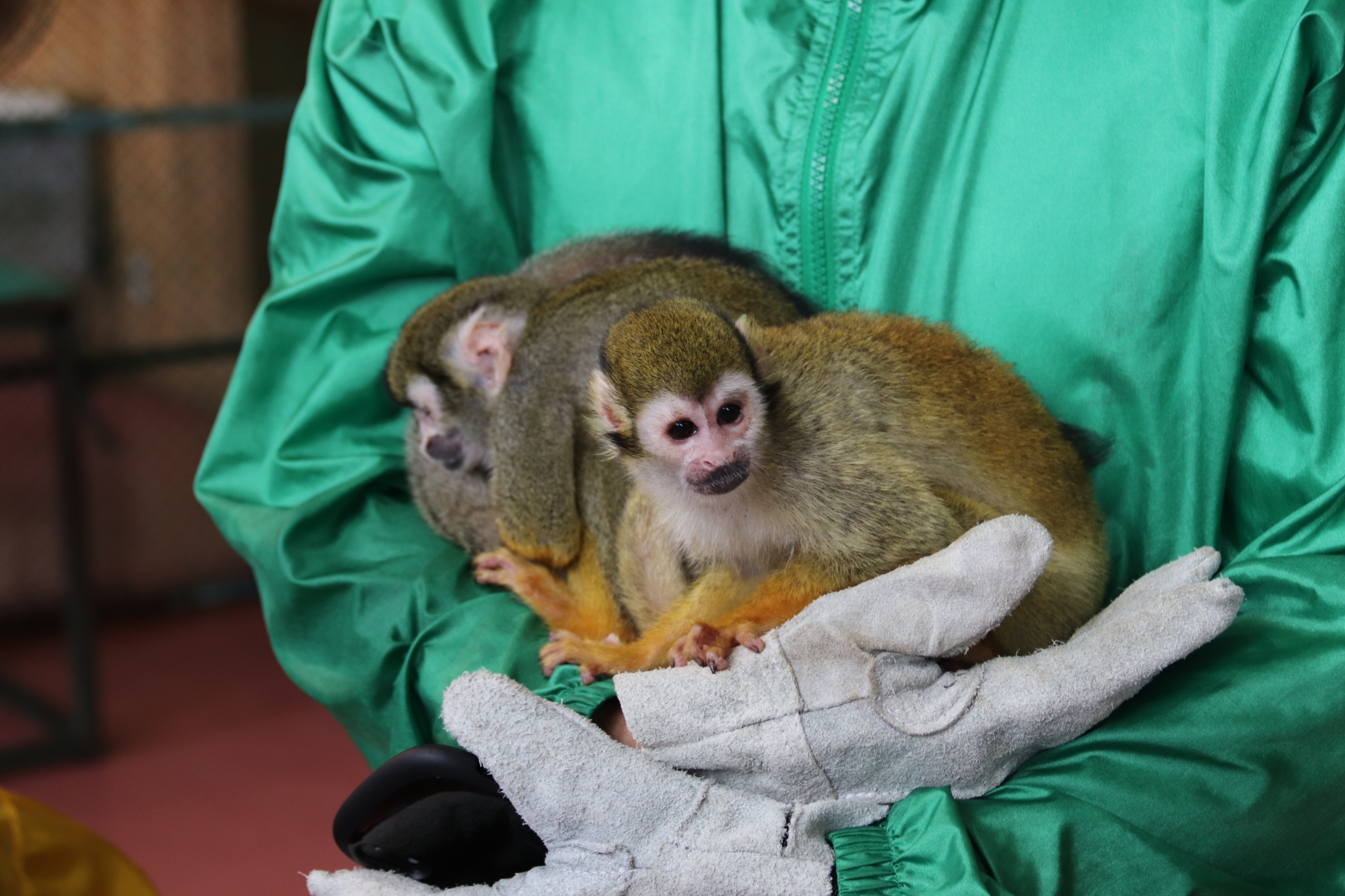 可愛らしい動物に癒されに 公式 Relo Hotels Resorts リロ ホテルズ リゾーツ