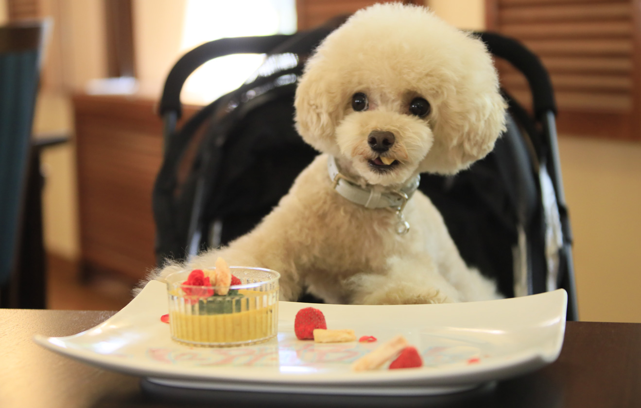 ワンちゃん用のお食事予約