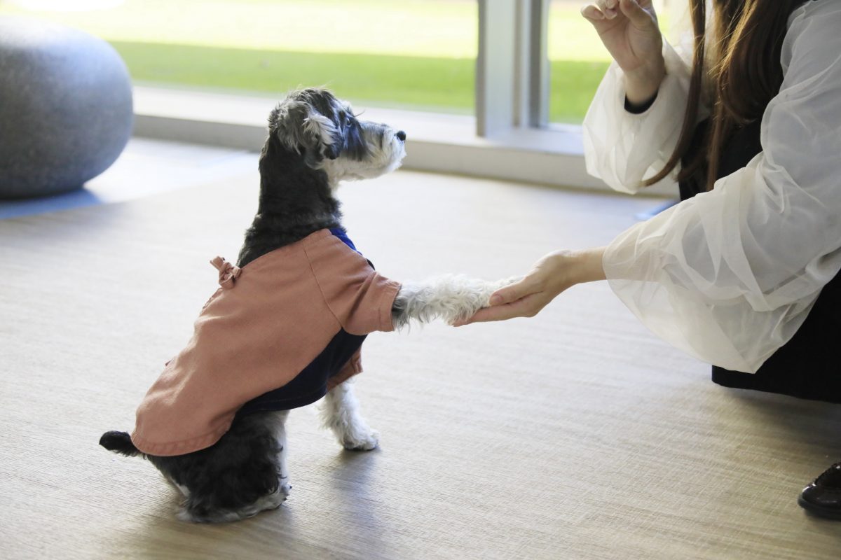 愛犬と過ごす