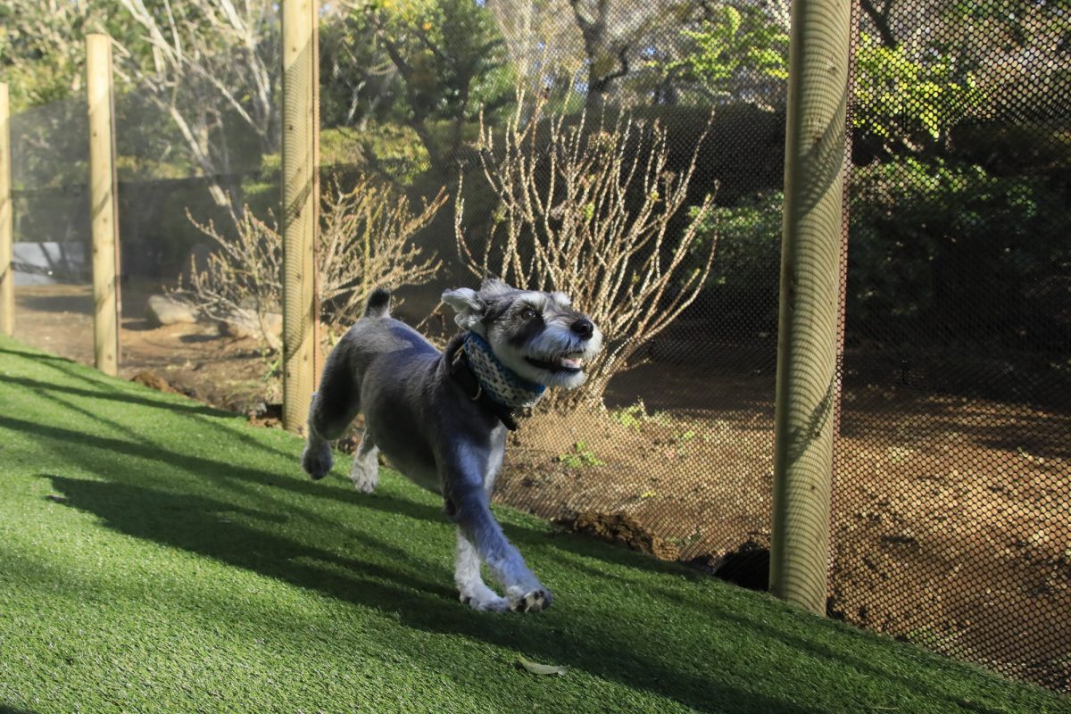 愛犬と過ごす