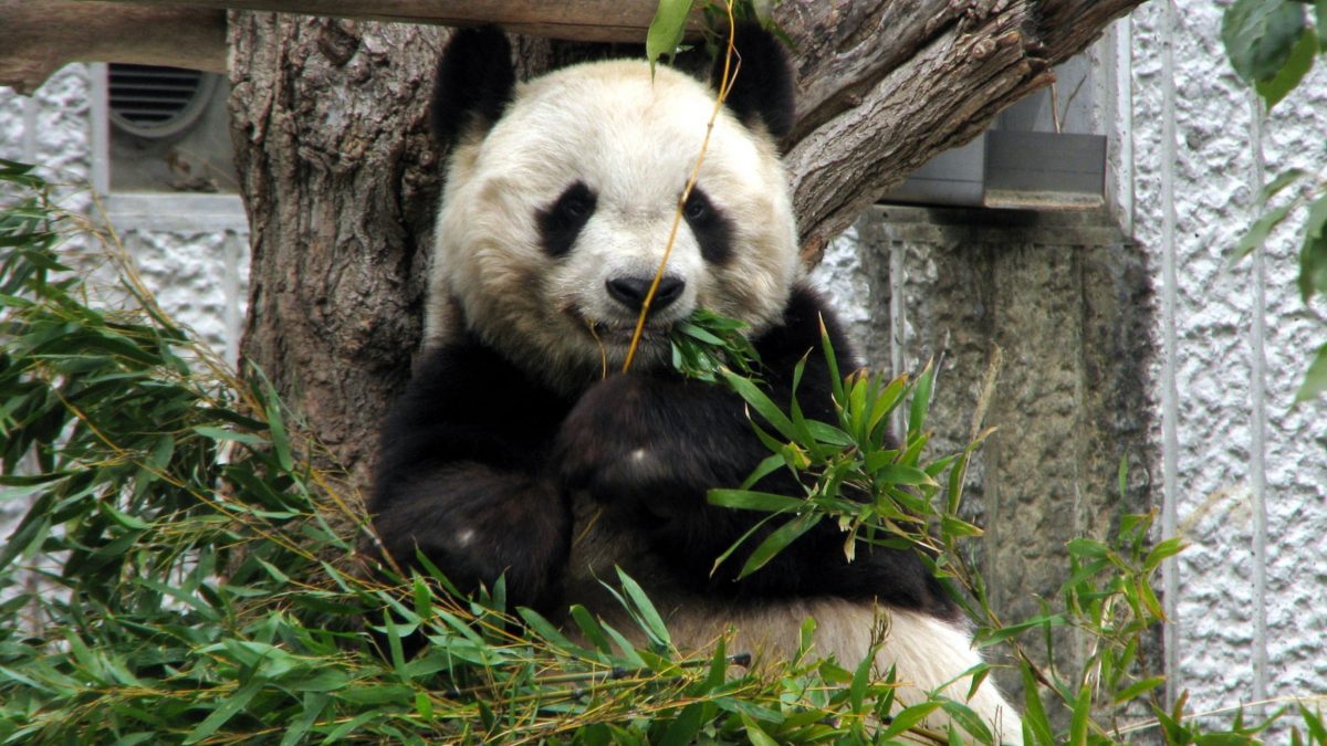 ■王子動物園  当館よりお車で約5分