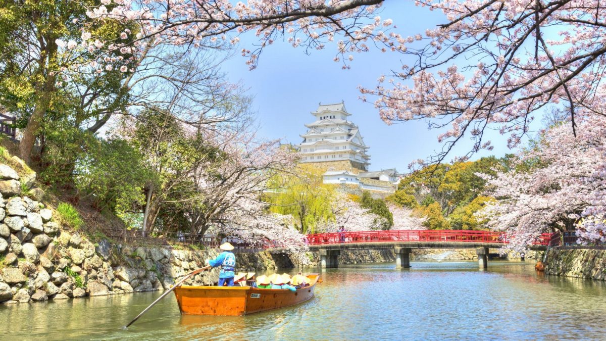 姫路城と桜  当館よりお車で約1時間10分　有料区間含む