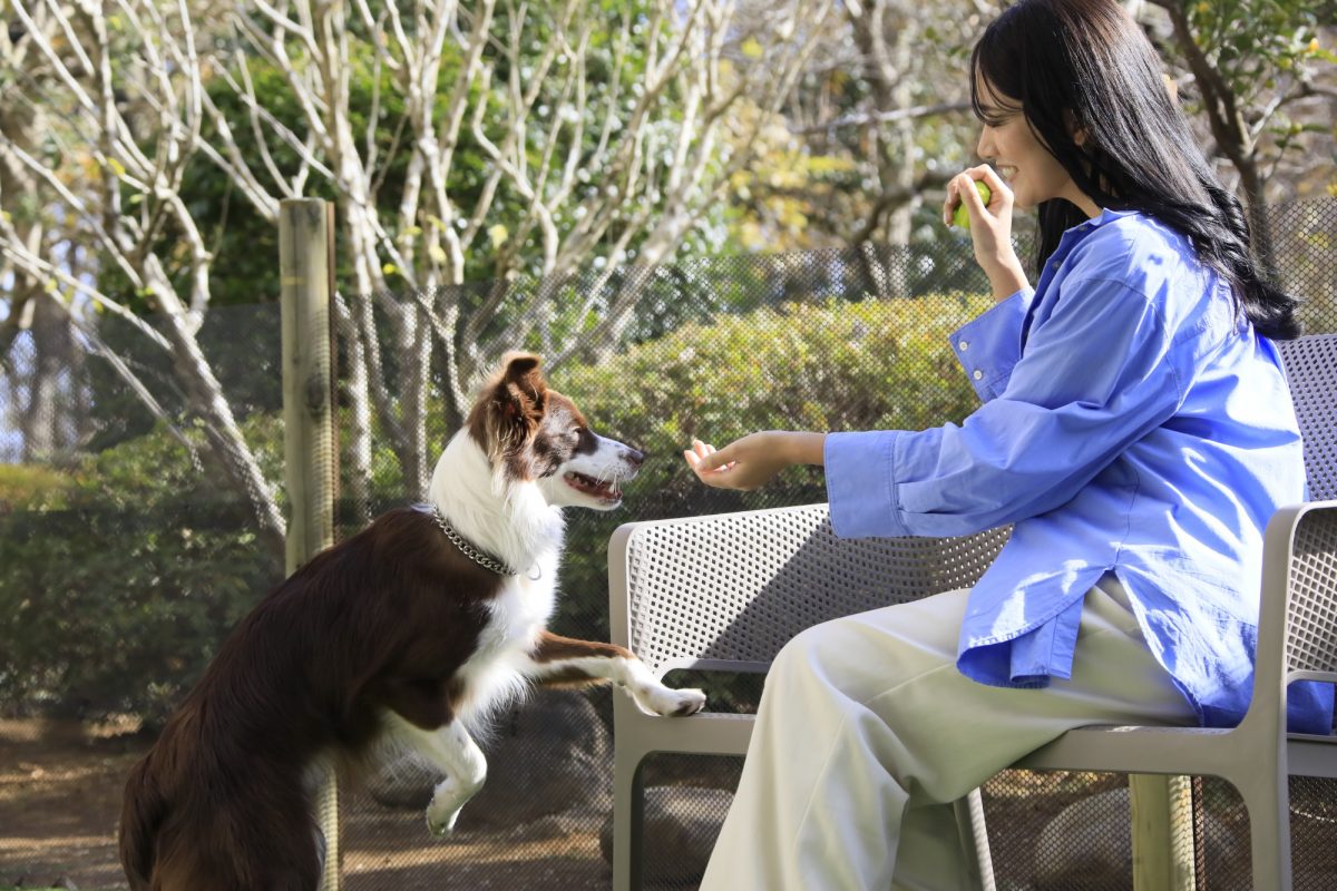 愛犬と過ごす