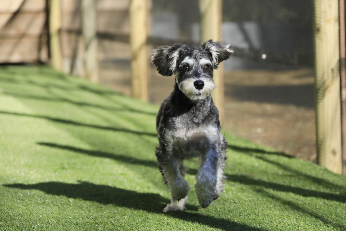 愛犬と過ごす