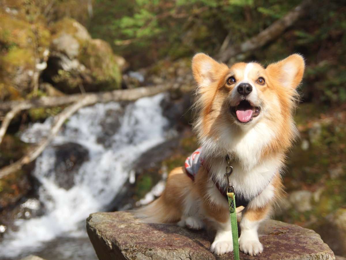 愛犬と下呂温泉を楽しむなら当館へ♪