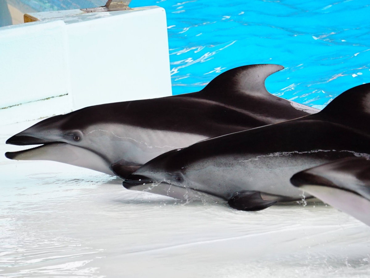 【アドベンチャーワールド】動物園・水族館・遊園地が一体となったテーマパーク（当館より車で約15分）
