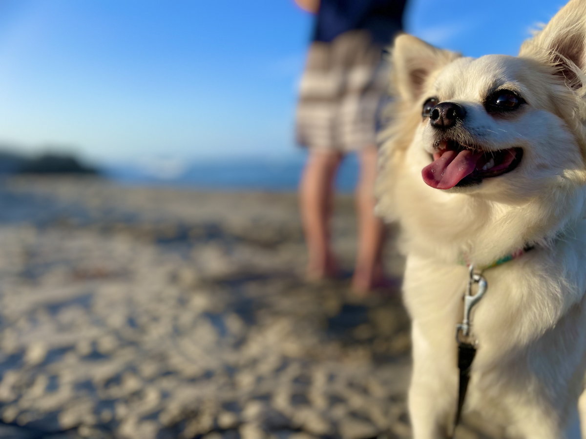 愛犬OKな客室あり！愛犬と一緒に白良浜のお散歩をお楽しみください！
