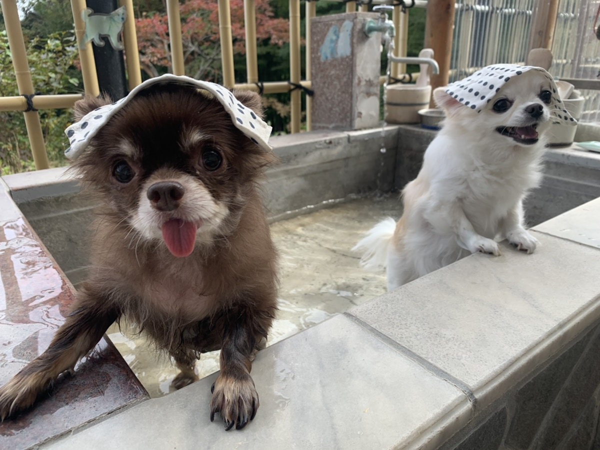 犬湯のある日帰り温泉「箱根の森足湯」（当館から車で18分）