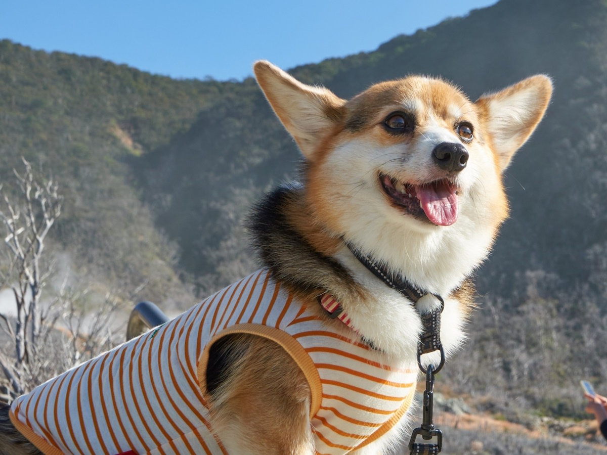大涌谷は愛犬とのご旅行にぴったりのスポット！愛犬も大自然に癒されること間違いなし