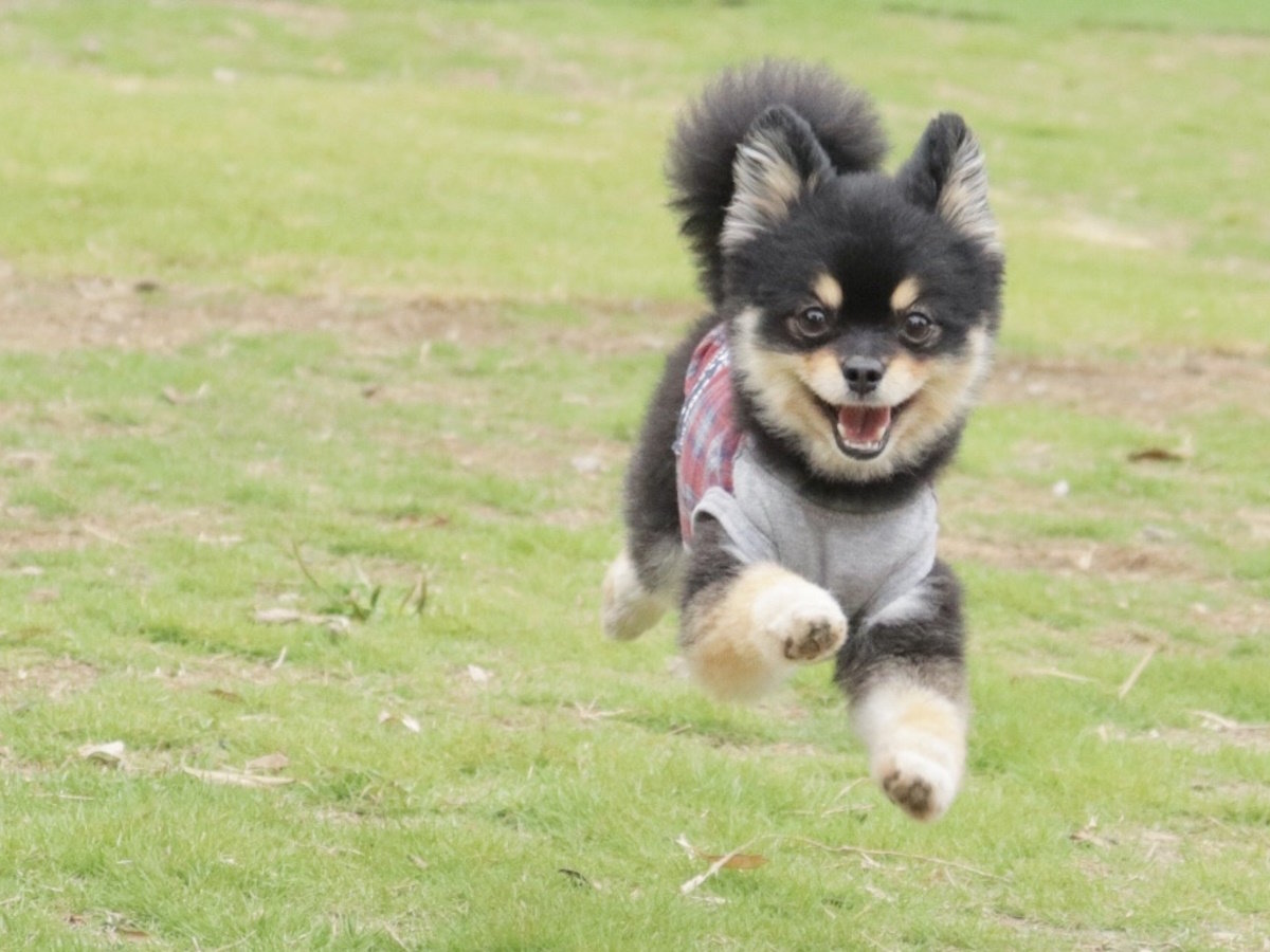 小型犬・大型犬用に仕切られているエリアもございますので安心してご利用いただけます。