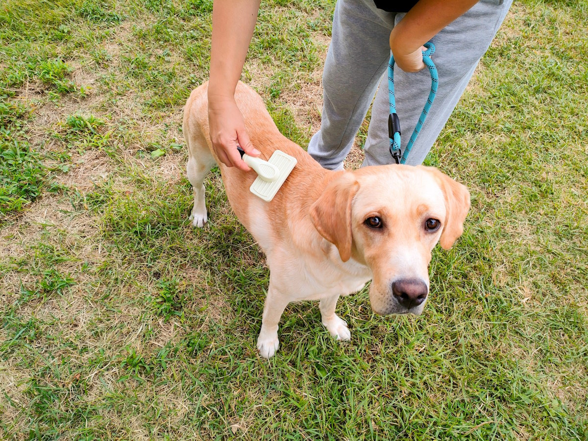 大型犬もご宿泊OK！（一部犬種除く）