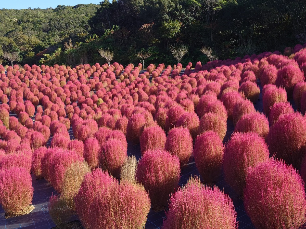【周辺観光】志摩市観光農園
