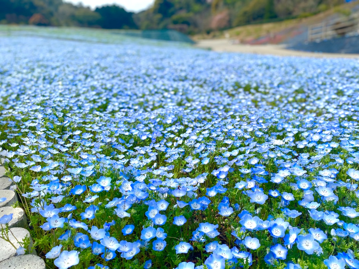 【周辺観光】志摩市観光農園