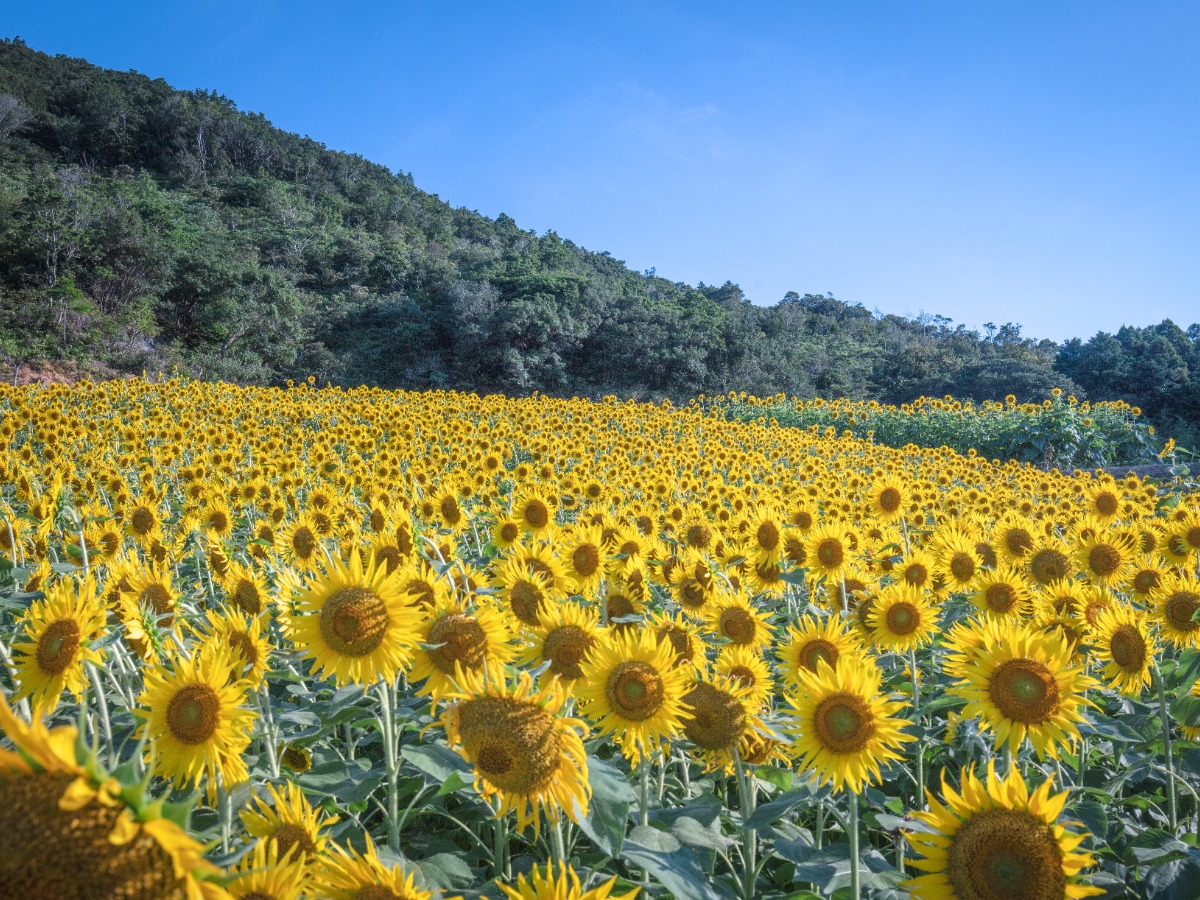 【周辺観光】志摩市観光農園