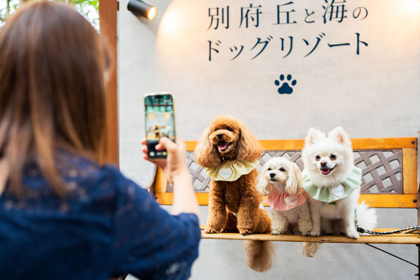 ドッグテラス