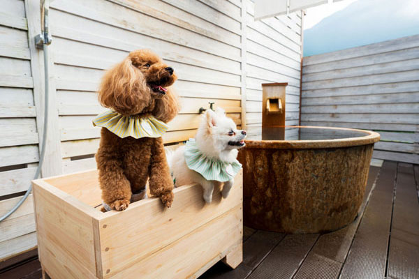 愛犬と入れる貸切露天風呂