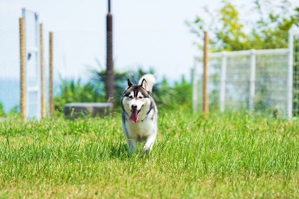 しおかぜラン